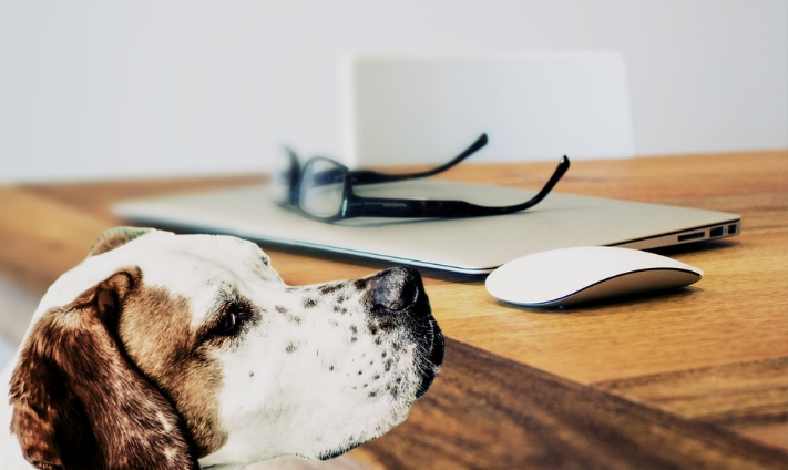 Why Dog Friendly Offices Are The Best